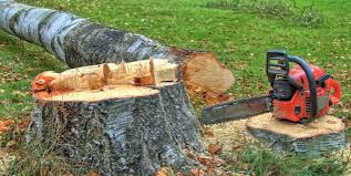 Best Stump Grinding and Removal  in Windber, PA