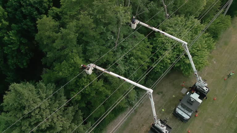 Best Utility Line Clearance  in Windber, PA