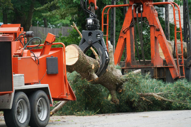 Best Tree Mulching  in Windber, PA