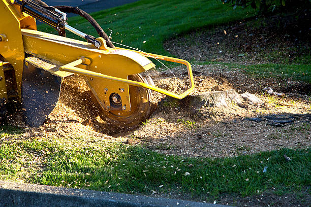 Best Aeration Services  in Windber, PA