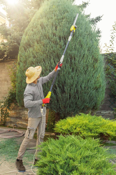 Best Tree Maintenance Programs  in Windber, PA