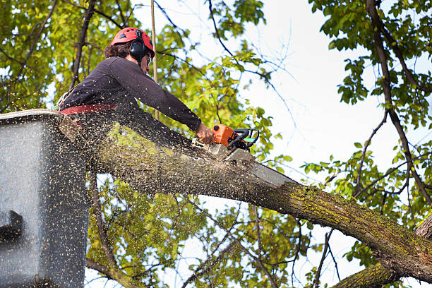 Best Commercial Tree Services  in Windber, PA